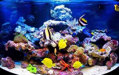 Разовая чистка аквариума